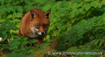 'Distressing': Dead fox found in Linton Gardens, Beckton