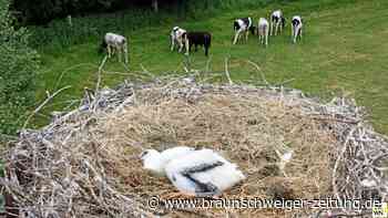 Broistedt: Drehleiter-Einsatz am Storchennest