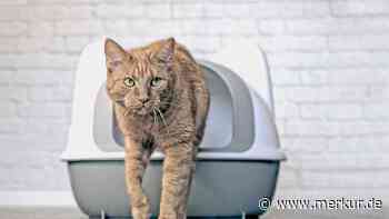 Katzenurin entfernen: Hausmittel helfen gegen den üblen Geruch