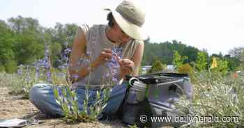 Record gift to Chicago Botanic Garden a boon for plant science, conservation, training