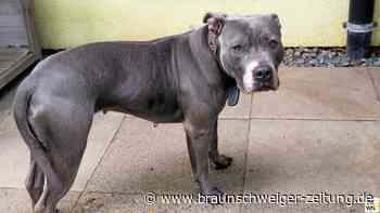 Pitbull-Mischlingshündin aus Peiner Tierheim sucht Zuhause