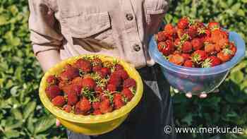 Ungeahntes Zaubermittel: Mit diesem Haushaltstrick bleiben Erdbeeren lange frisch