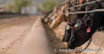 Neogen launches DNA test for beef-on-dairy cattle