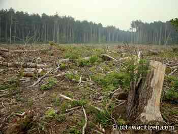 Downed trees from derecho heighten Ottawa's fire risk