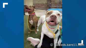 Minneapolis dog jumped a kennel wall to join pal. The viral video got them adopted together