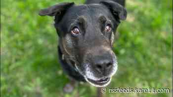 Adoption fees waived for 'Clear the Shelter' weekend