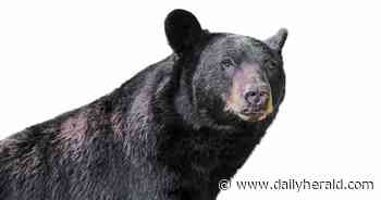 A bear in the suburbs? Police investigate sighting near Gurnee Mills mall