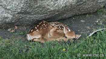 Oh deer! Fawn found on Winnipeg school grounds provides adorable learning opportunity