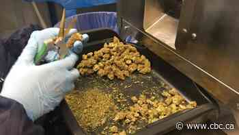 Cannabis company lays off 50 workers in Alberta amid industry struggles