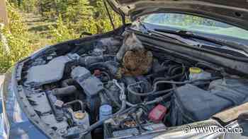 Ah, here's your problem — there's a marmot stuck in your engine