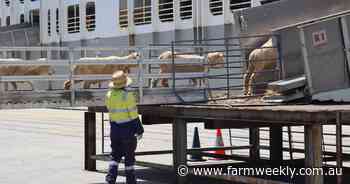 Company conducting live export analysis named