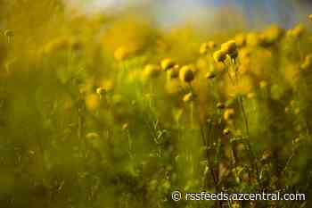 This invasive weed is taking root in Arizona. Here's how to spot and remove it