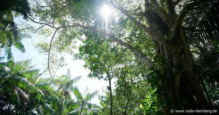 Abholzung in Brasiliens Amazonasgebiet deutlich gesunken
