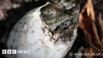 Crocodile found to have made herself pregnant