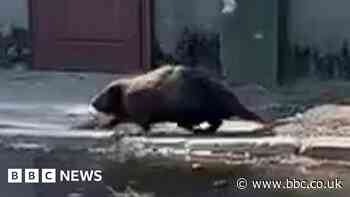 Beaver explores Kherson district as flooding spreads