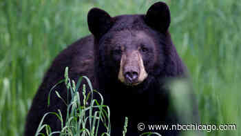 Gurnee police warn residents after potential bear sighting