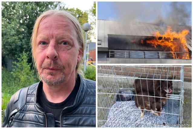 Held Noël (54) redt twee chihuahua’s van gewisse dood: “Ik aarzelde niet en klom naar boven”