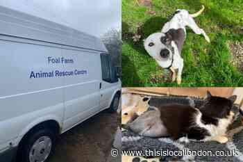ULEZ animal ambulance in need for Foal Farm in Biggin Hill