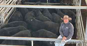 Restocker orders push heifer prices up at Inverell store sale