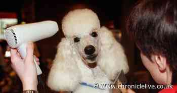 Vet issues warning over 'toxic' TikTok trend endangering dogs