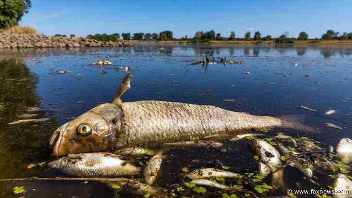 Poland and Germany collaborate to protect river from deadly pollution, discuss prevention strategies