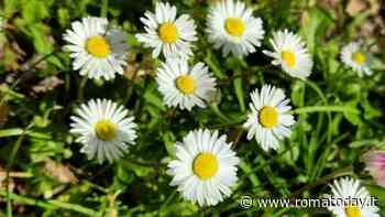 "Fiori al tramonto", serata dedicata alle erbe spontanee del territorio