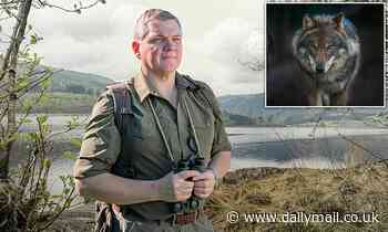 Wolves will EAT our pet dogs and cats if they are reintroduced in Britain