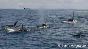 In unusual orca sighting, tour spots at least 20 killer whales off San Francisco