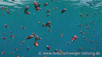 Videografik: Die Versauerung der Meere