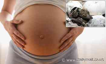 Will women ever be able to have 'virgin births'? Expert weighs in as a female crocodile gives birth
