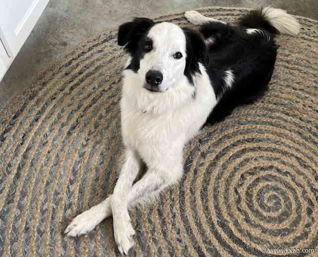 Prepping your pets for severe weather or wildfires