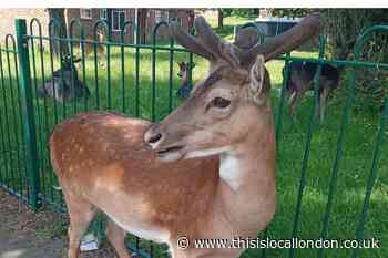 Harold Hill couple's joy at seeing deer near pub