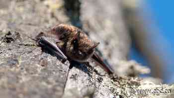 Hamilton warns of rabies outbreak as two bats test positive