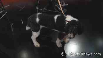 Meet the Denver dog who's a finalist in a national wacky pet name contest