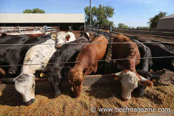 Industry concerns with liver abscesses in finishing cattle