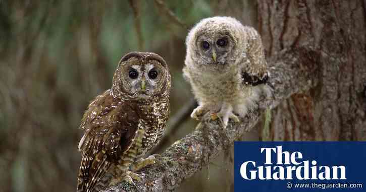 Activists take Canada’s environment minister to court in fight to save northern spotted owl