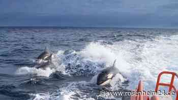 Orca-Angriffe an Spaniens Küste: Segelboot vor Cartagena attackiert