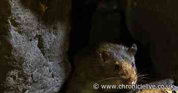Northumberland Line construction driving rats into Ashington