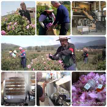 Le Groupe Mul nous fait entrer dans le secret des roses