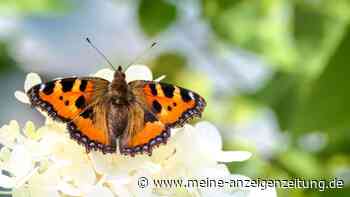 Pflanzen für Schmetterlinge: Zehn Blumen und Sträucher für einen insektenfreundlichen Garten