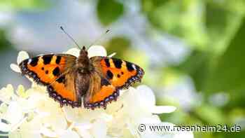 Pflanzen für Schmetterlinge: Zehn Blumen und Sträucher für einen insektenfreundlichen Garten