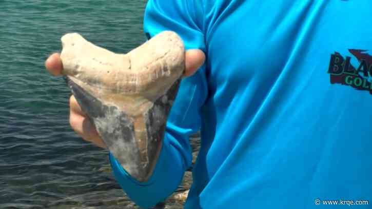 Florida diver finds massive megalodon tooth