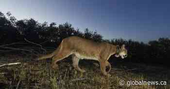 Cougar sighting in southern Alberta town of Magrath triggers emergency alert