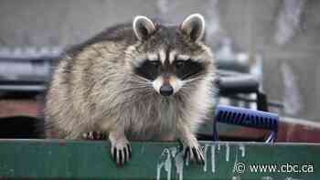 Toronto warns residents not to touch raccoons amid increase of reported bites