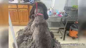 Tibetdogge völlig verfilzt beim Friseur – TikTok-Community sprachlos