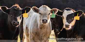 Ten ways to reduce stress on your beef cattle operation