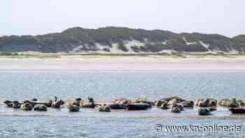 An der Nordseeküste: Seehunde im Wattenmeer werden wieder aus der Luft gezählt