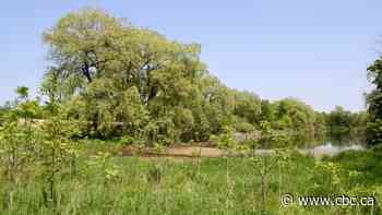 Council adds more protections for Hamilton wetland next to planned warehouse development