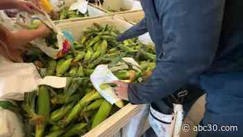 Fresno State sweet corn returning to farm market