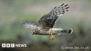 Hen harriers: Police probe disappearance of rare birds of prey